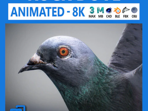 Colomba di roccia animata Modello 3D