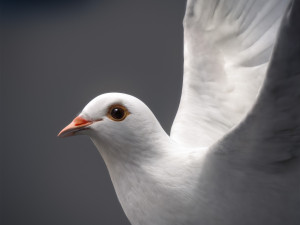 Doves animatetd Modelo 3D