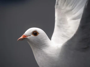 Doves animatetd 3D Model
