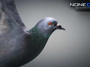 Doves animatetd 3D Model