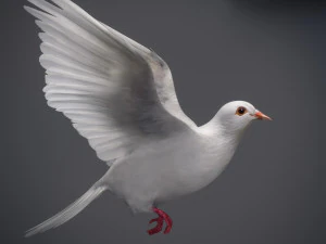 Doves animatetd 3D Model