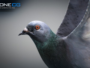 Doves animatetd Modelo 3D