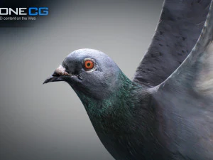 Doves animatetd 3D Model