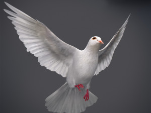 Doves animatetd Modelo 3D