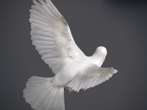 Doves animatetd Modelo 3D