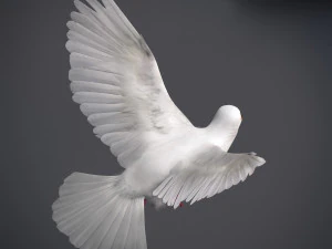 Doves animatetd 3D Model