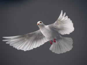 Doves animatetd Modelo 3D