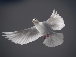 Doves animatetd 3D Model