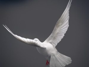 Doves animatetd Modelo 3D