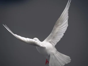 Doves animatetd 3D Model
