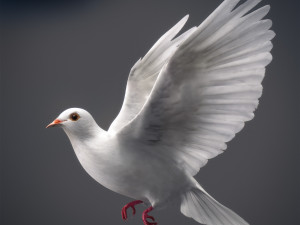 Doves animatetd Modelo 3D