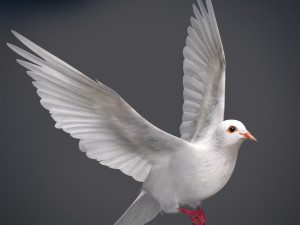 Doves animatetd Modelo 3D