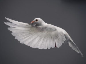 Doves animatetd Modelo 3D