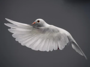 Doves animatetd 3D Model