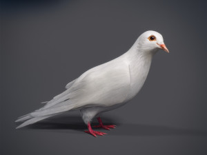 Doves animatetd Modelo 3D