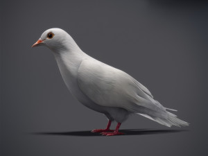 Doves animatetd Modelo 3D