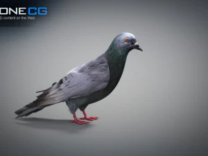 Doves animatetd 3D Model