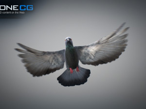Doves animatetd Modelo 3D