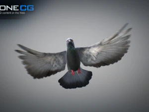 Doves animatetd 3D Model