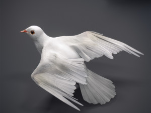 Doves animatetd Modelo 3D