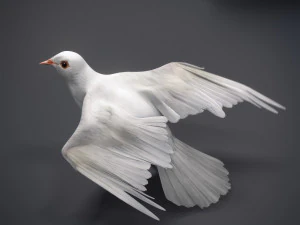 Doves animatetd 3D Model