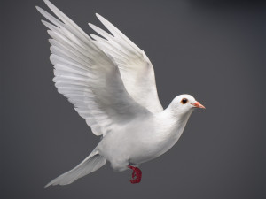 Doves animatetd Modelo 3D