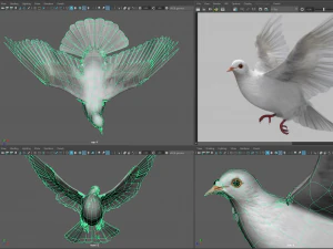 Doves animatetd 3D Model