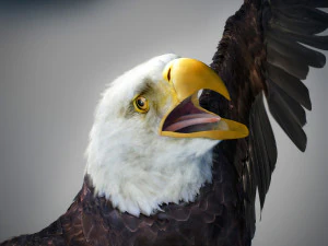 アニメーションのハクトウワシ v2 3Dモデル