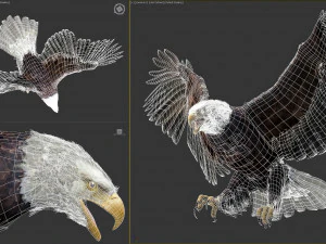 アニメーションのハクトウワシ v2 3Dモデル