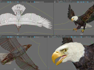 アニメーションのハクトウワシ v2 3Dモデル