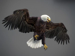 アニメーションのハクトウワシ v2 3Dモデル