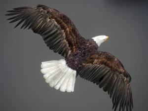 アニメーションのハクトウワシ v2 3Dモデル