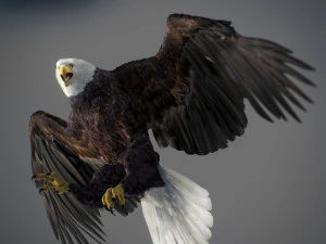 アニメーションのハクトウワシ v2 3Dモデル