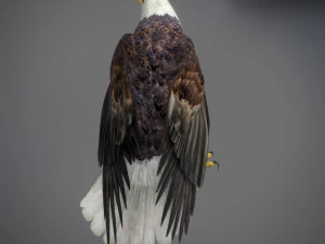 アニメーションのハクトウワシ v2 3Dモデル