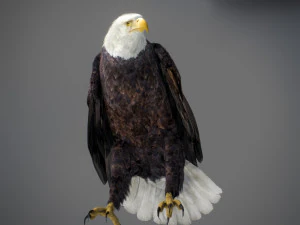 アニメーションのハクトウワシ v2 3Dモデル