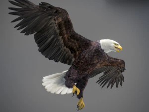 アニメーションのハクトウワシ v2 3Dモデル