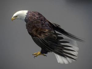 アニメーションのハクトウワシ v2 3Dモデル