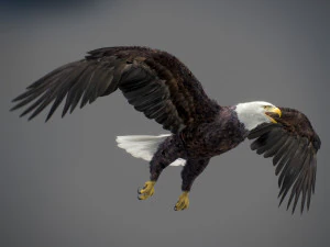 アニメーションのハクトウワシ v2 3Dモデル