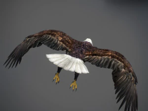 アニメーションのハクトウワシ v2 3Dモデル