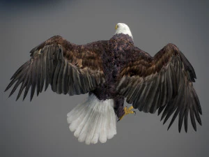 アニメーションのハクトウワシ v2 3Dモデル