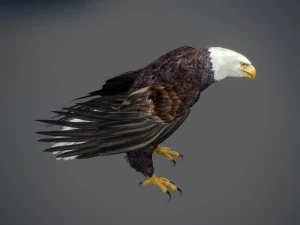 アニメーションのハクトウワシ v2 3Dモデル