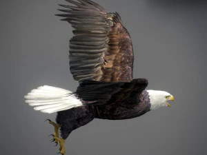 アニメーションのハクトウワシ v2 3Dモデル