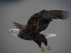 アニメーションのハクトウワシ v2 3Dモデル