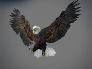 アニメーションのハクトウワシ v2 3Dモデル