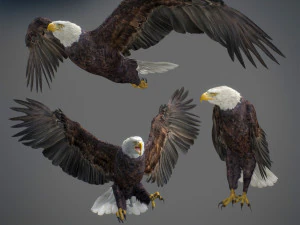 アニメーションのハクトウワシ v2 3Dモデル