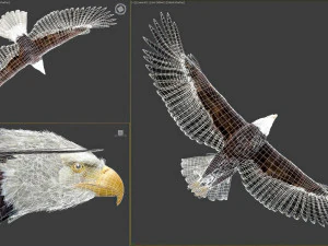 アニメーションのハクトウワシ v2 3Dモデル