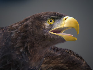 Animated Golden Eagle v2 3D Model