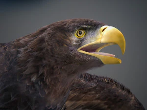 Animated Golden Eagle v2 3D Model