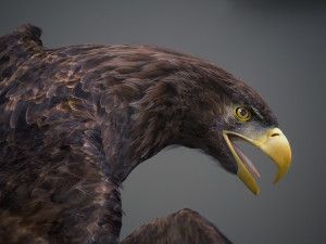 Animated Golden Eagle v2 3D Model