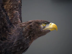 Animated Golden Eagle v2 3D Model